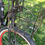 Thumbnail: NEAR NEW X-Treme E-Bike Electric bicycle Malibu beach cruiser