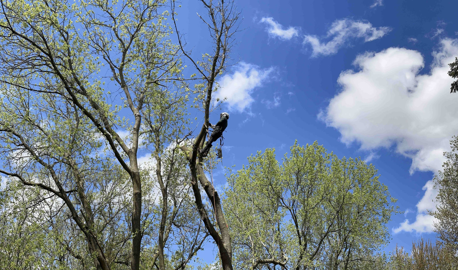 best tree removal service near me