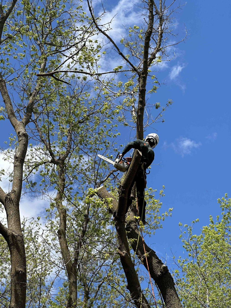 tree care services near me 