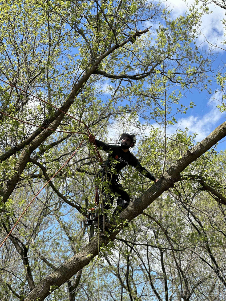 tree removal companies near me