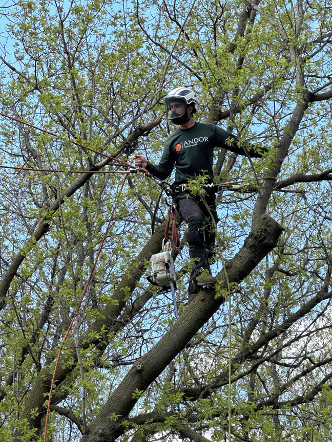 ash tree removal