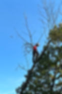 plymouth mn tree removal