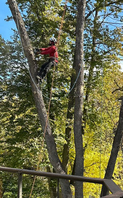 tree service plymouth mn