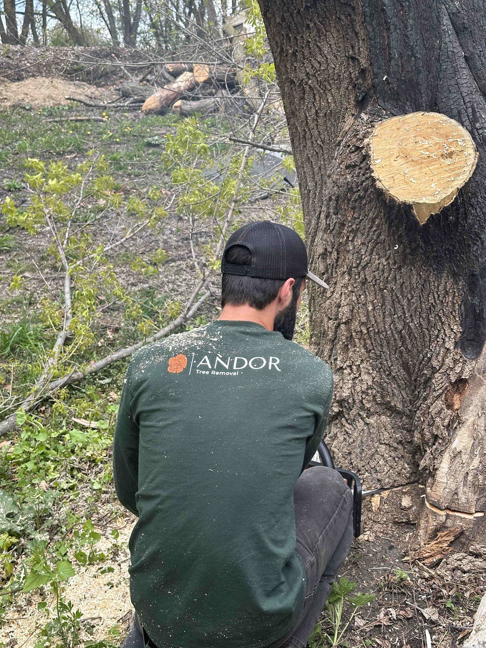 tree pruning services near me
