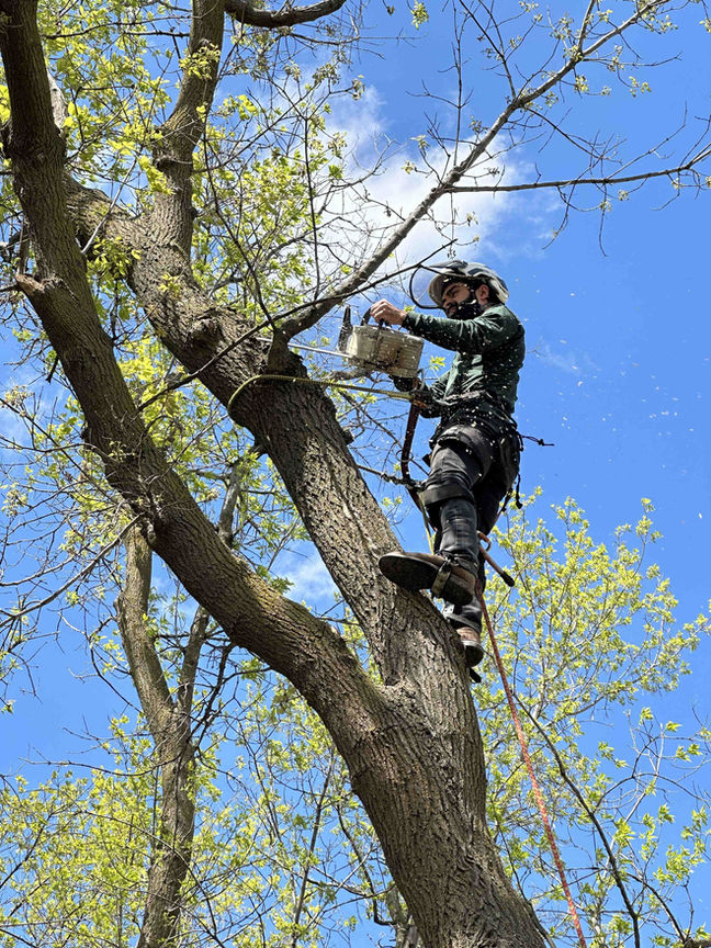 tree care services