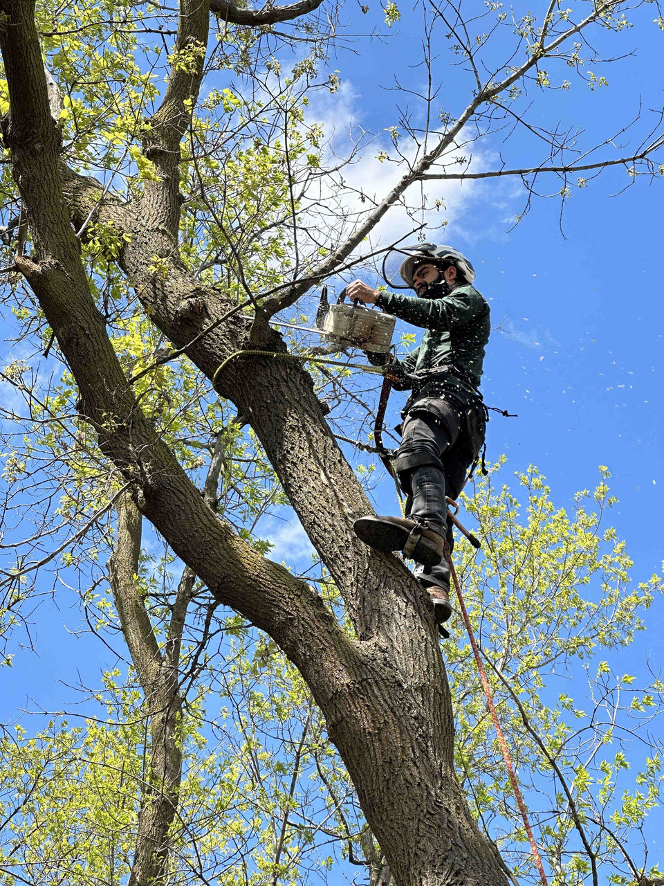 tree care services