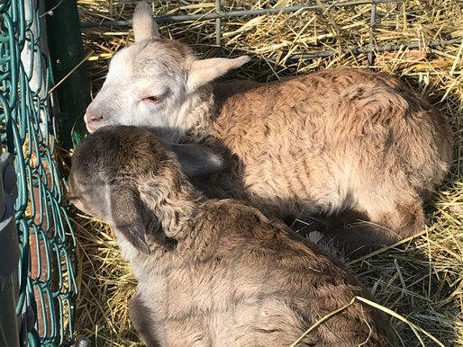 Lambing Season Is Here