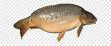 png-clipart-mirror-carp-fish-carp-fauna-terrestrial-animal.png