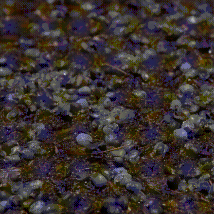 Basil_growing_time_lapse (1).gif
