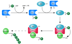 640px-Ubiquitylation.svg.png