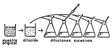 Fig. 1b) Aislamiento y purificación de microalgas por el método de diluciones algodón.