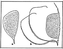 Fig. 25) Huevo de resistencia efipios en D. pulex (a) y D. magna (b). (Irleva, 1973).
