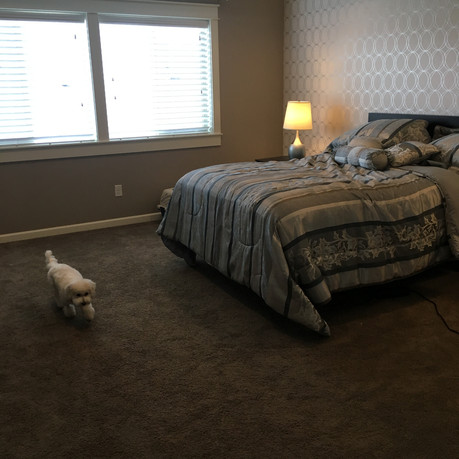 Move In After + Happy Puppy!
