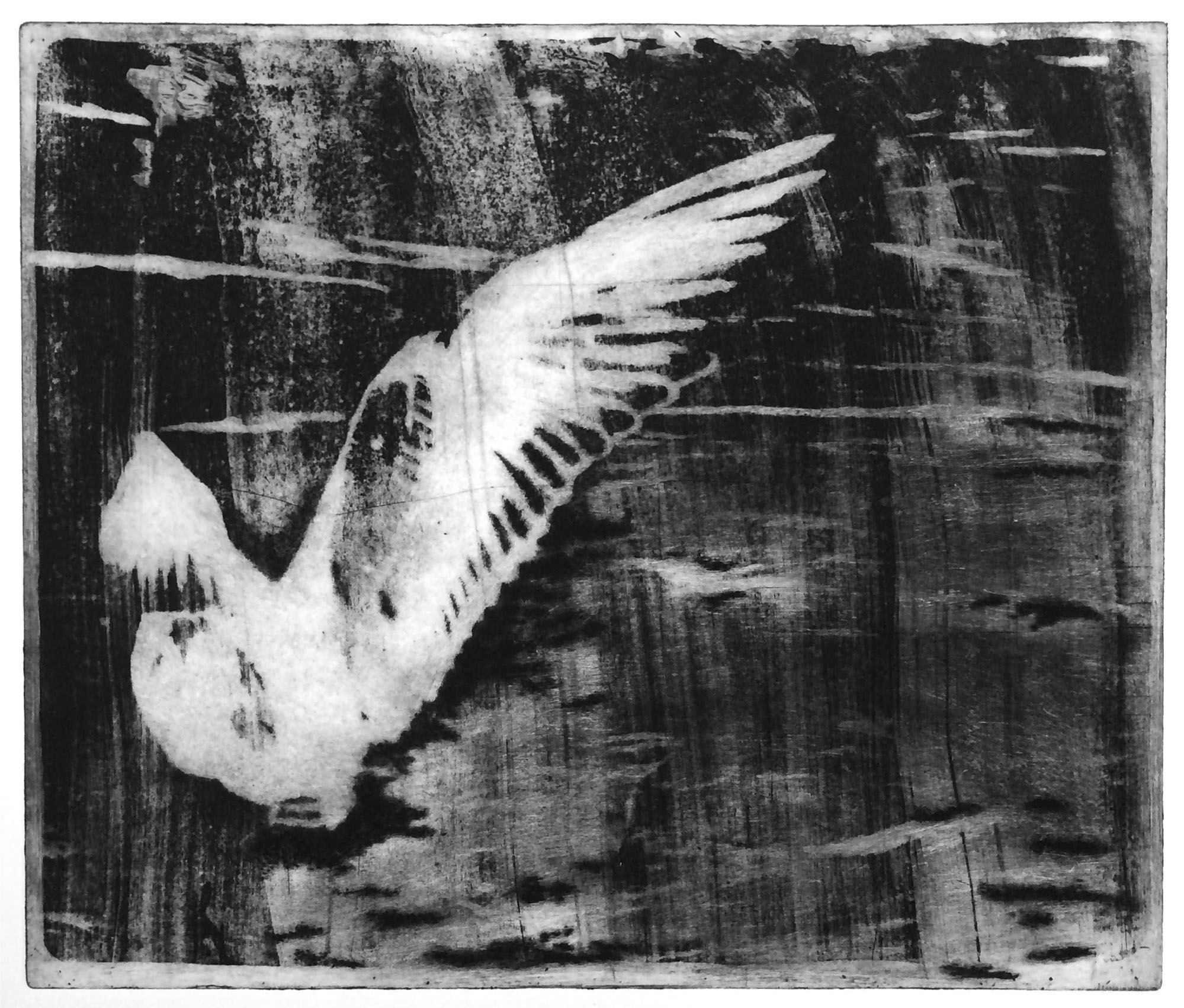 Seagull