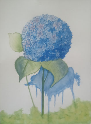HYDRANGEA © John Hay
Watercolour