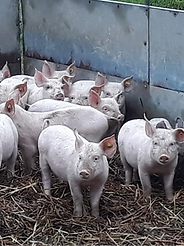 La Ferme du pressoir_edited.png