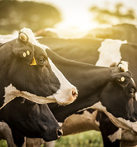 Cattle at Sunrise