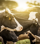 Cattle at Sunrise