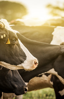 Cattle at Sunrise