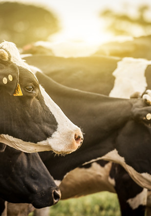 Cattle at Sunrise
