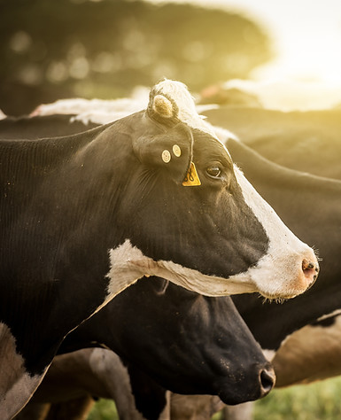 Cattle at Sunrise