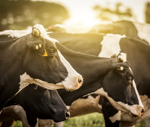 Cattle at Sunrise