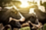 Cattle at Sunrise