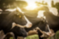 Cattle at Sunrise