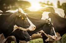 Cattle at Sunrise