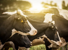 Sortir du troupeau pour retrouver son identité 