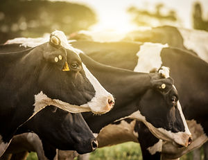 Cattle at Sunrise