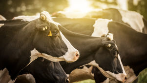 Meat Exports Climb | 15,000 USDA Employees Resign | Time to Embrace AI