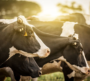 Cattle at Sunrise