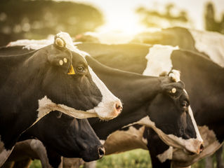 Opinion: Dairy industry is hemorrhaging