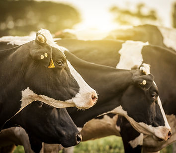 Cattle at Sunrise