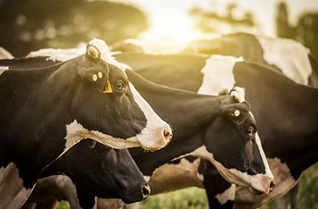 Cattle at Sunrise