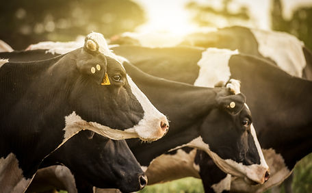 Cattle at Sunrise