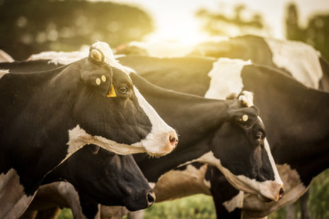 What You Probably Don't Know About Meat: Factory Farmed, Certified Organic and Pasture-Raised