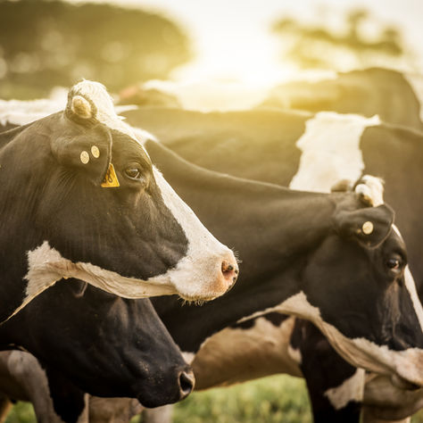 Ben & Jerry's Stops Calling Cows 'Happy' After Being Sued for False Advertising