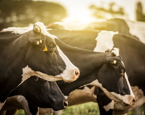 Qurbani - Eid Ul Adha