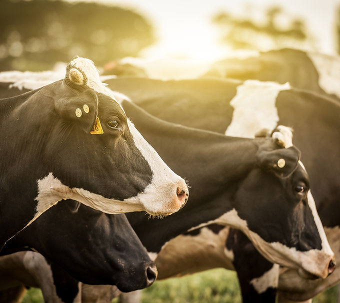 Meat Processing Feasibility Study