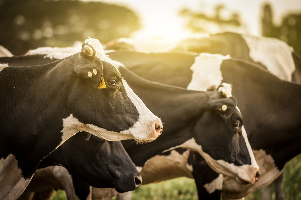 Vacas en pasto