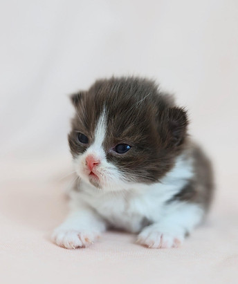 Chocolate Bicolor Male 1.jpg