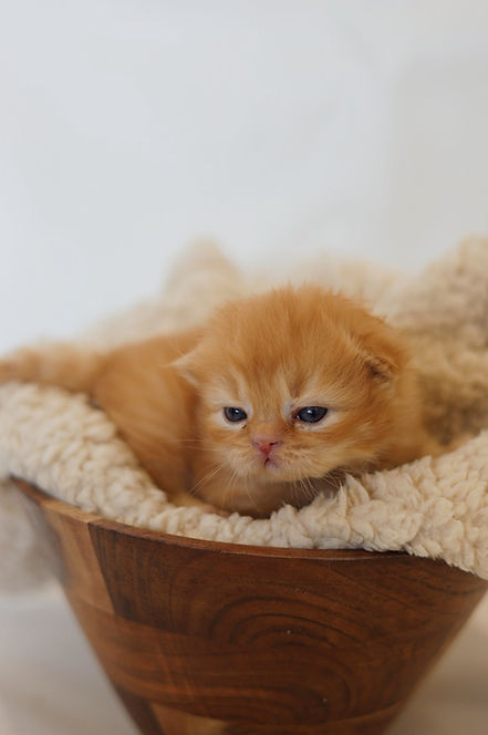 British Longhair kitten available from TICA registered breeder