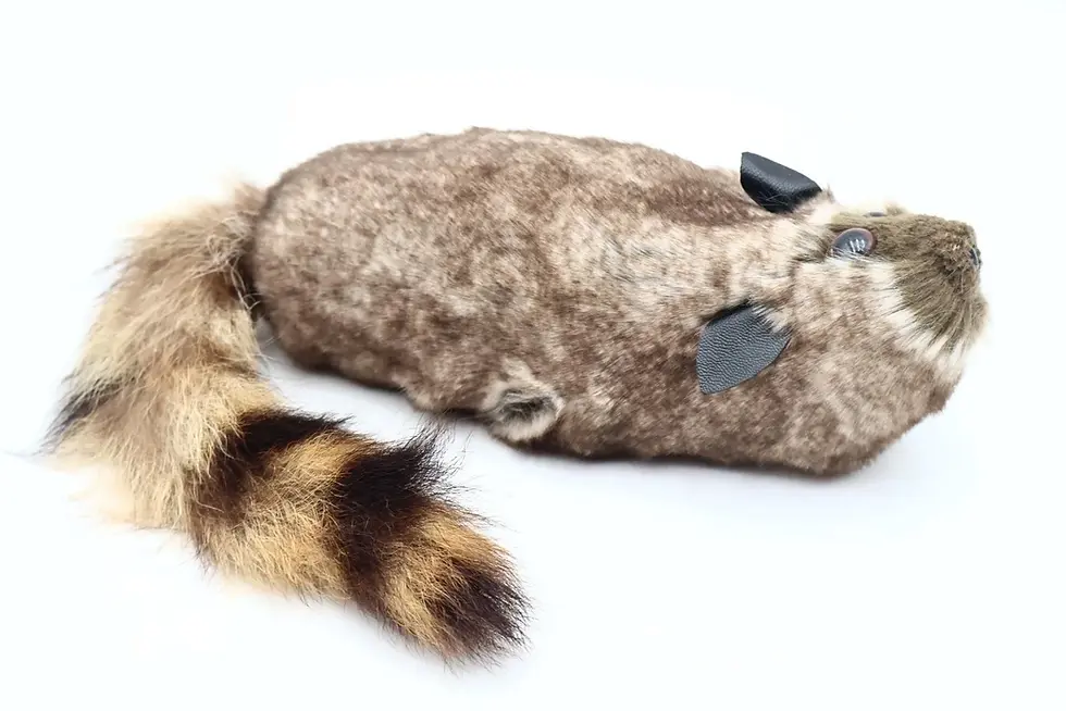 Thumbnail: Rocky The Raccoon with Jim Pace Training DVD Combo