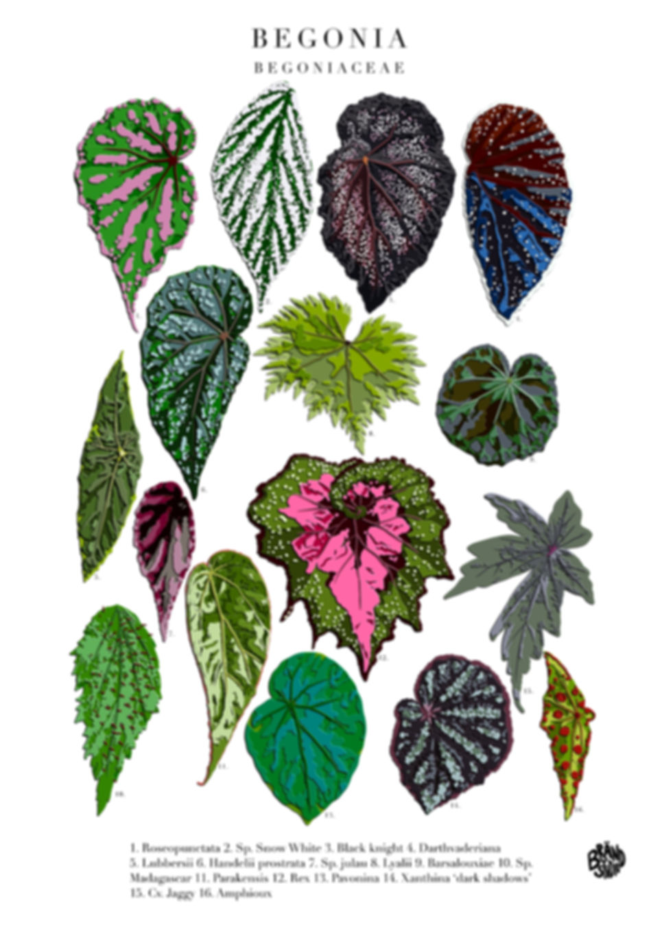 Begonia 1