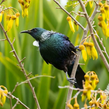 🐦‍⬛ Meet my new neighbour!