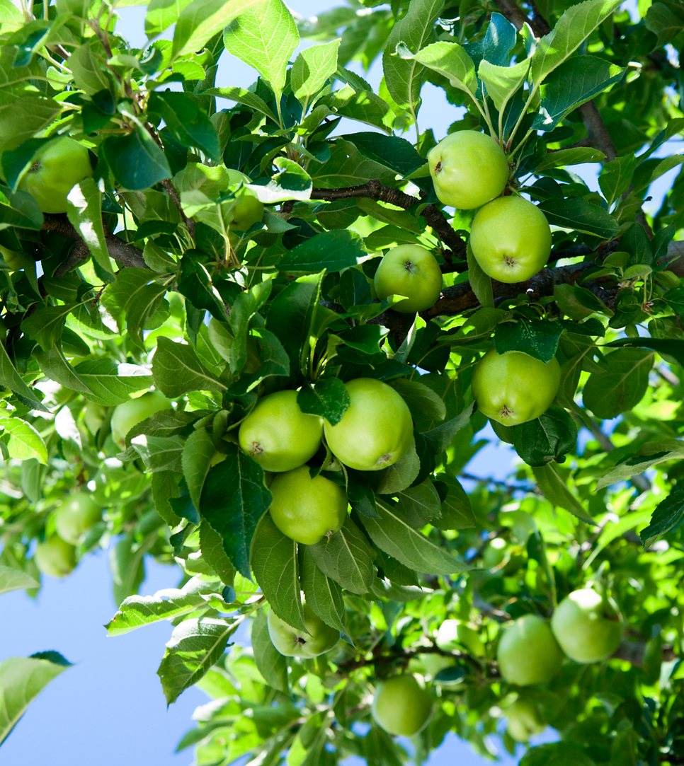 apple 4.png