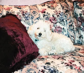 Day 12: The Lost Dog