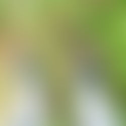 TERRAIN DE 100ha EN VENTE- COTE D’IVOIRE - BAIE DES MILLIARDAIRES A 40.000FCFA/m²  